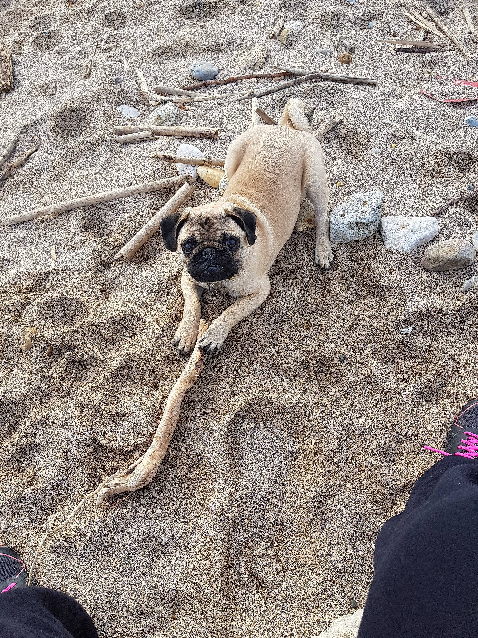 Pablo participe au concours pour gagner de l'argent avec cette photo : bullmastiff, canidae, carnivore, dog, dog_breed, english_mastiff, fawn, pug, rock, snout, toy_dog, vacation