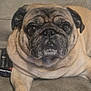 Pablo participe au concours pour gagner de l'argent avec cette photo : dog, pug, pet, animal, couch, indoor, paw, face, fur, brown, black, closeup, relaxed, domestic, canine, companion, watching, resting, cute, portrait