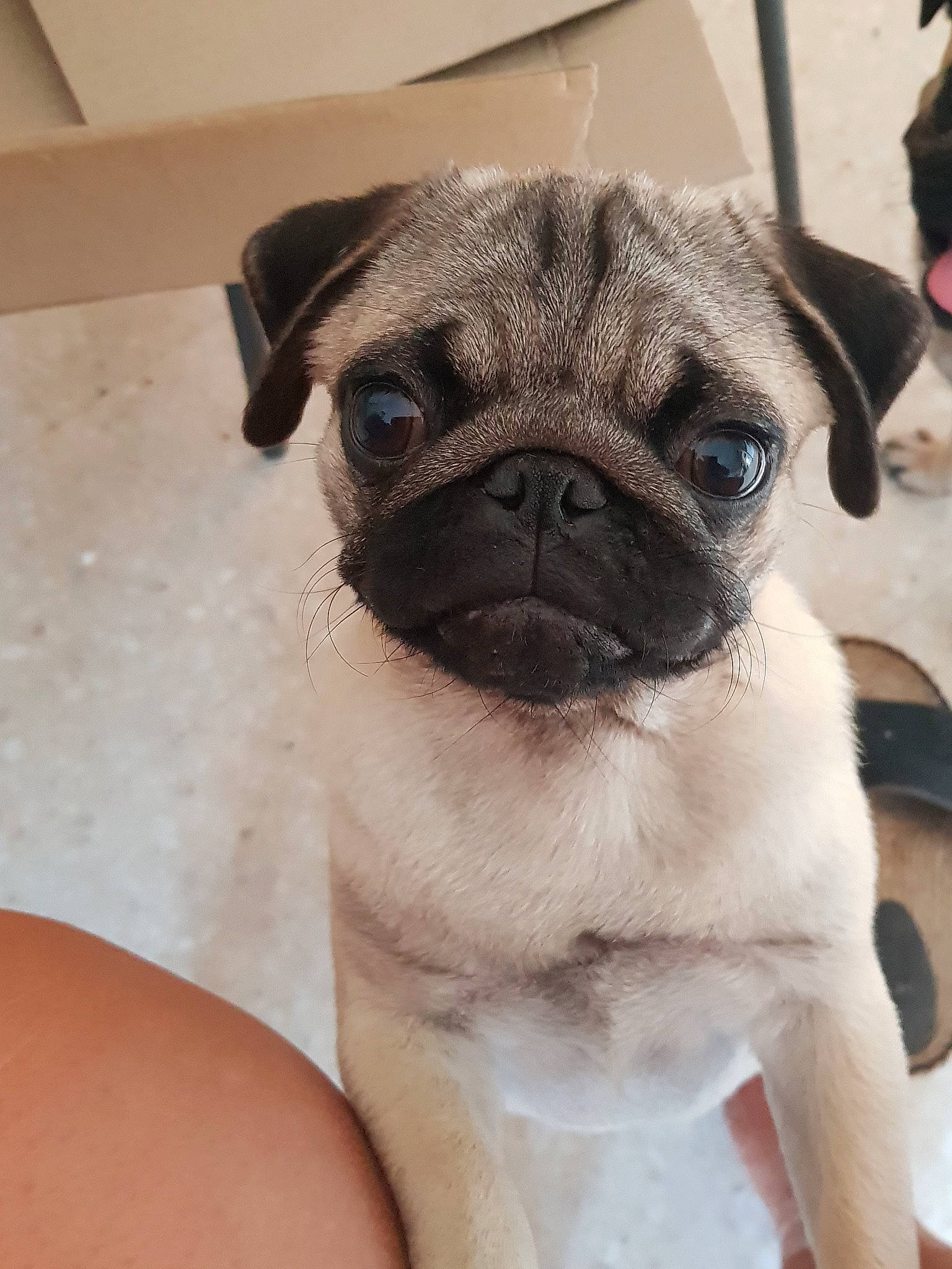 Lizzy a rejoint le concours — aidez-le/la à gagner de superbes lots ! ancient_dog_breeds, canidae, carnivore, companion_dog, dog, dog_breed, eye, fawn, mammal, pug, puggle, puppy, puppy_love, skin, snout, sporting_group, toy_dog, vertebrate, whiskers, wrinkle