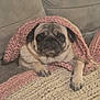 dog, pug, blanket, knit, pink, cream, couch, pet, cozy, indoor, animal, fur, face, paw, relaxing, cute, portrait, snug, comfort, home