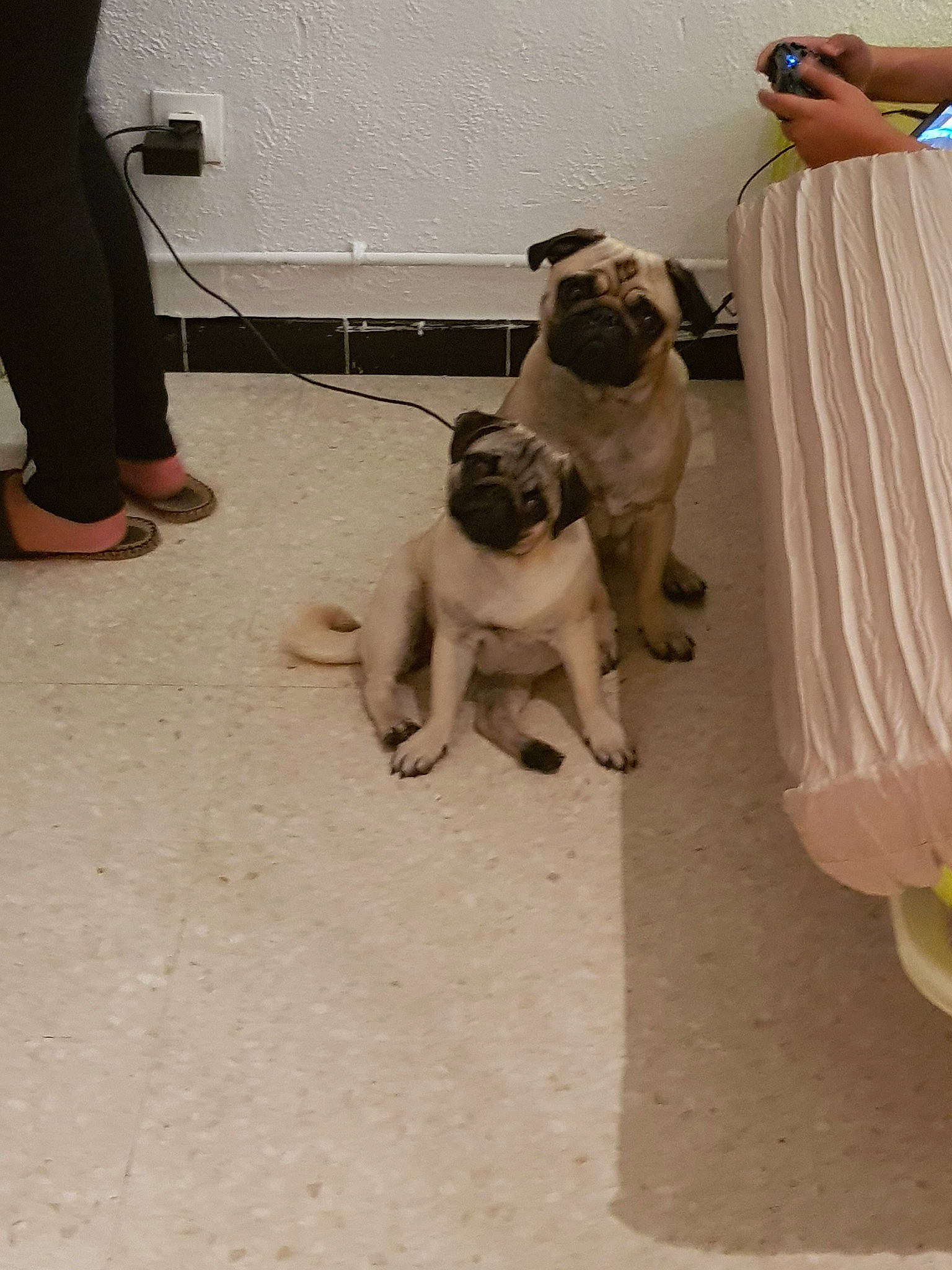 Lizzy a rejoint le concours — aidez-le/la à gagner de superbes lots ! canidae, carnivore, companion_dog, dog, dog_breed, fawn, floor, flooring, mammal, pug, snout, sporting_group, toy_dog, vertebrate