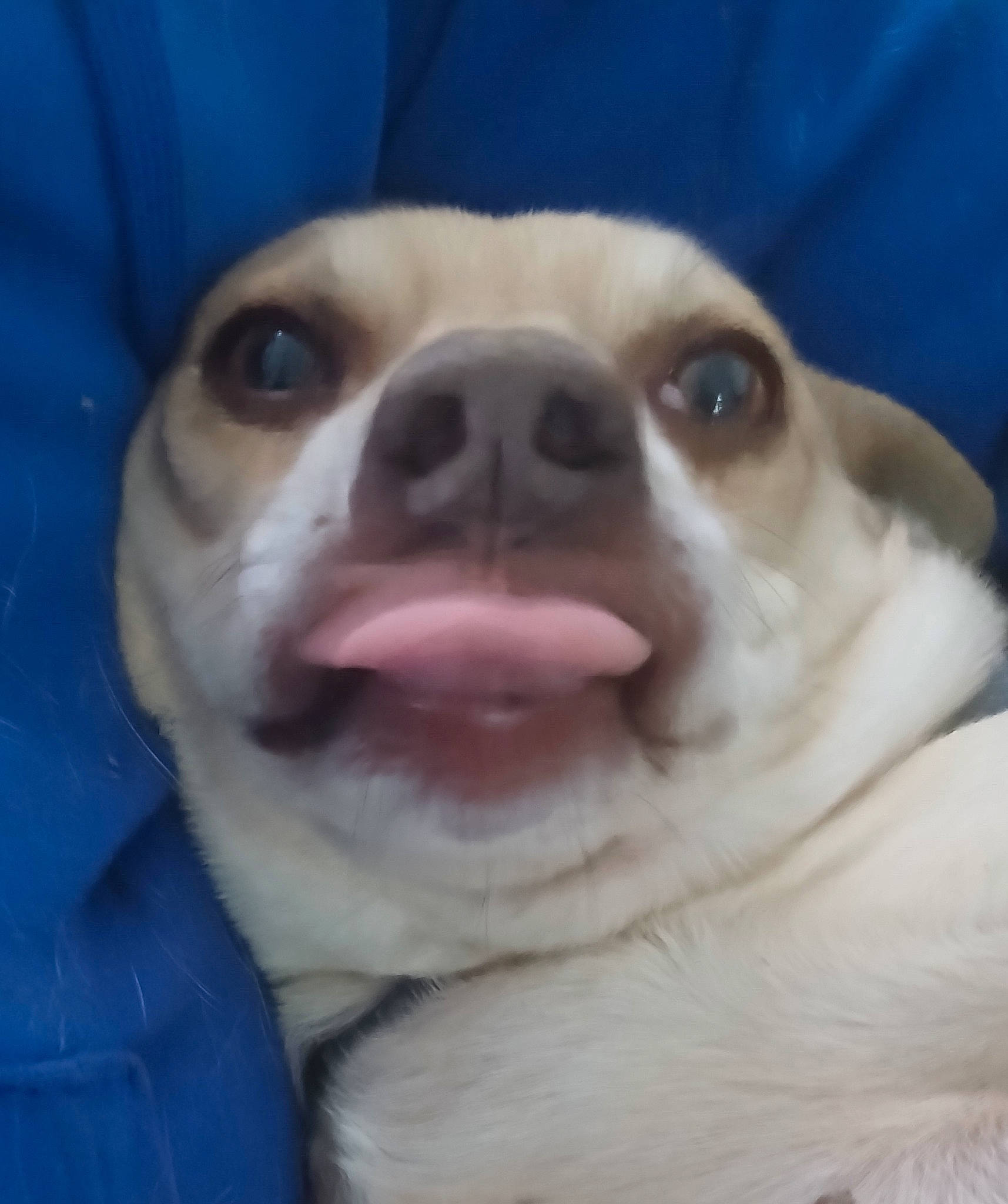 Toby is registered to the contest to win money with this photo: canidae, carnivore, collar, companion_dog, dog, dog_breed, ear, eye, fawn, fur, paw, puppy, puppy_love, snout, sporting_group, terrestrial_animal, toy_dog, whiskers, working_animal, wrinkle