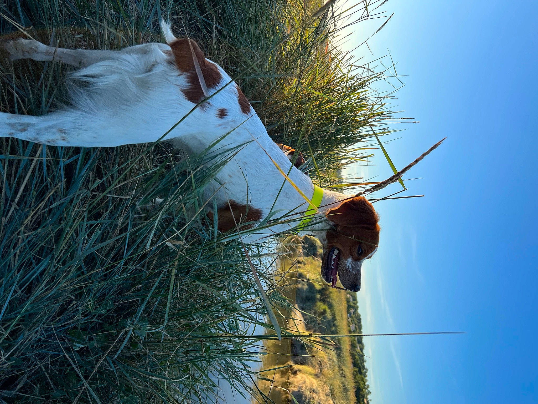 Sparky participe au concours pour gagner de l'argent avec cette photo : branch, electric_blue, fur, grass, horse, people_in_nature, plant, plant_stem, public_utility, sky, tail, tree, trunk, twig, whiskers, wildlife, winter, wire, wood, woody_plant