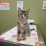Scooter joined the competition — help win amazing prizes! alert, animal, cat, companion_animal, curious, cute, domestic_cat, exam_table, floral_mat, fur, green_wall, indoor, looking, paws, pet, poster, sitting, tabby_cat, veterinary, whiskers