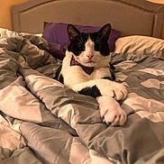 Spidey is registered to the contest to win money with this photo: cat, tuxedo_cat, bed, blanket, bow_tie, paws, indoor, cozy, furniture, headboard, purple_pillow, comfort, relaxed, pet, animal, domestic, cute, resting, portrait, mammal