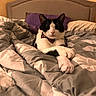 cat, tuxedo_cat, bed, blanket, bow_tie, paws, indoor, cozy, furniture, headboard, purple_pillow, comfort, relaxed, pet, animal, domestic, cute, resting, portrait, mammal