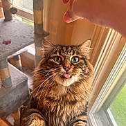 Mavi is registered to the contest to win money with this photo: cat, tabby, fluffy, tongue_out, pet, indoor, window, hand, cat_tree, fur, playful, whiskers, green_eyes, natural_light, furniture, curtain, close_up, cute, animal, domestic_cat