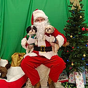 Oreo And Jenni is registered to the contest to win money with this photo: santa_claus, dog, christmas_tree, christmas_decorations, holiday, festive, gift, present, green_backdrop, tinsel, costume, beard, glasses, boots, floor, indoor, celebration, pet, holiday_spirit, red_clothing