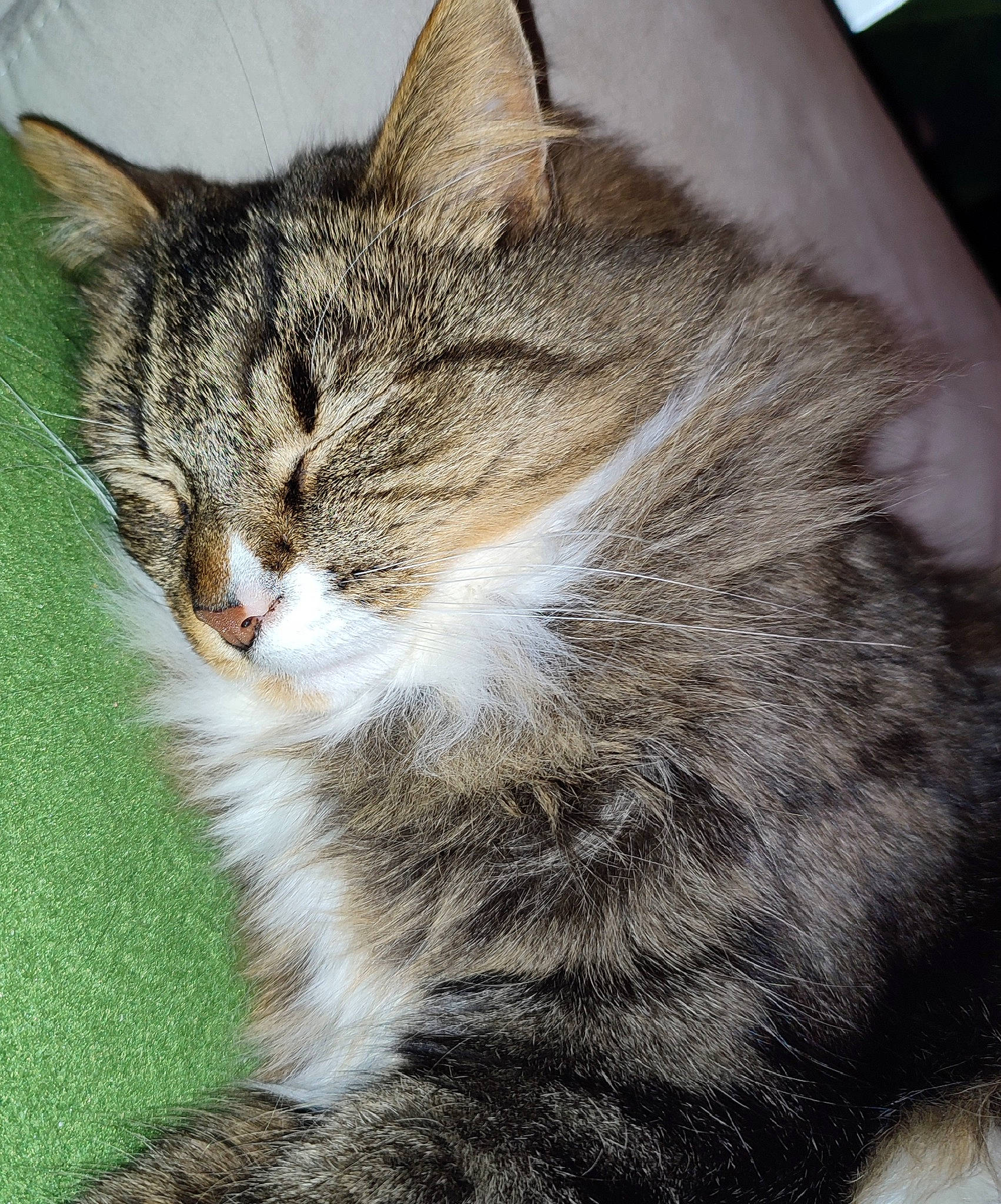 Cookie participe au concours pour gagner de l'argent avec cette photo : carnivore, cat, claw, domestic_short_haired_cat, eye, felidae, fur, grass, paw, small_to_medium_sized_cats, tail, terrestrial_animal, tree, whiskers, wildlife, window