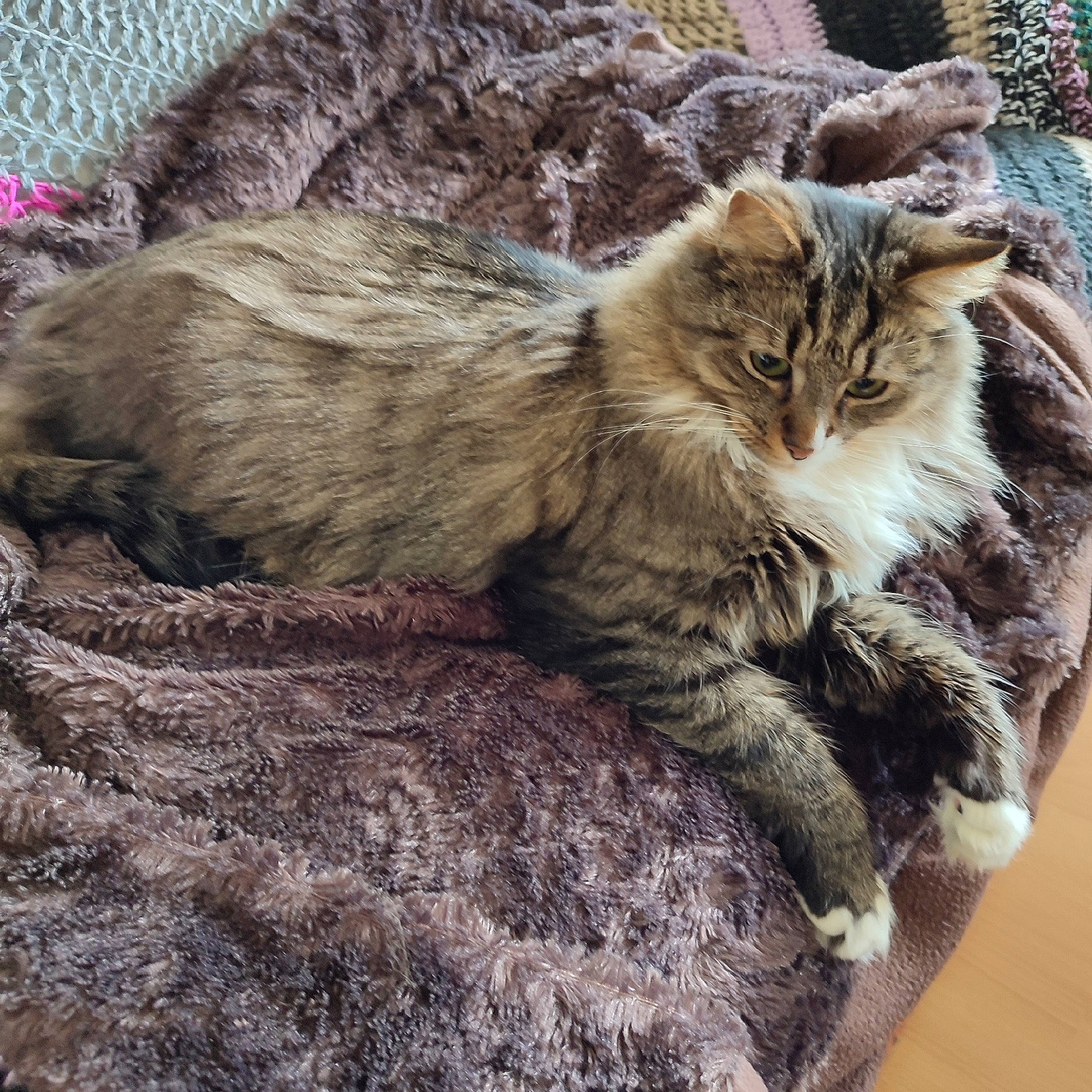 Cookie participe au concours pour gagner de l'argent avec cette photo : carnivore, cat, claw, comfort, domestic_short_haired_cat, fawn, felidae, fur, maine_coon, nap, paw, small_to_medium_sized_cats, snout, tail, terrestrial_animal, tree, whiskers, wood