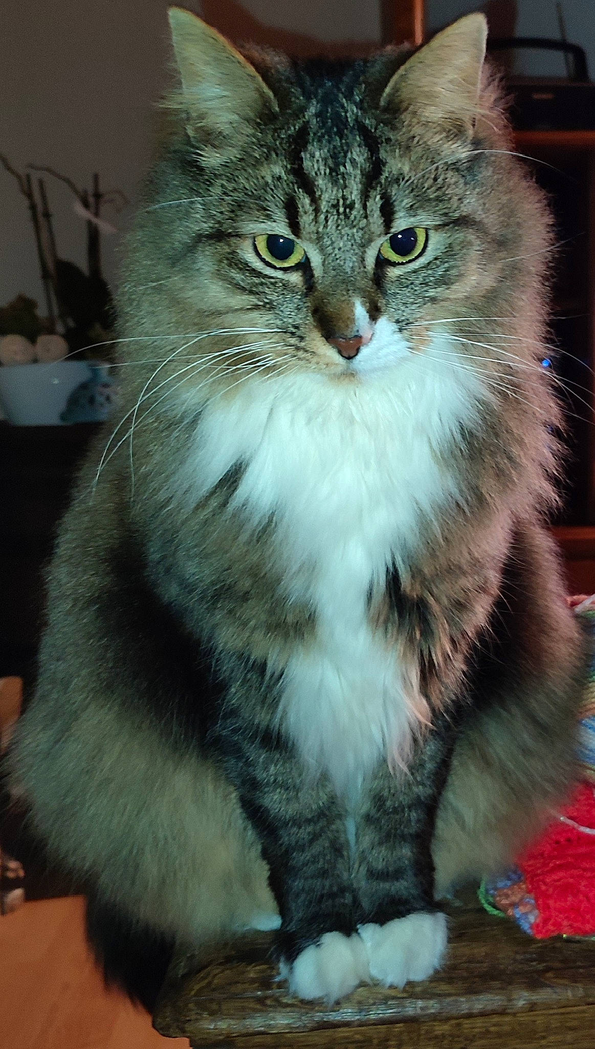 Cookie participe au concours pour gagner de l'argent avec cette photo : carnivore, cat, claw, domestic_short_haired_cat, felidae, fur, houseplant, maine_coon, small_to_medium_sized_cats, snout, tail, terrestrial_animal, tree, water_bottle, whiskers, window