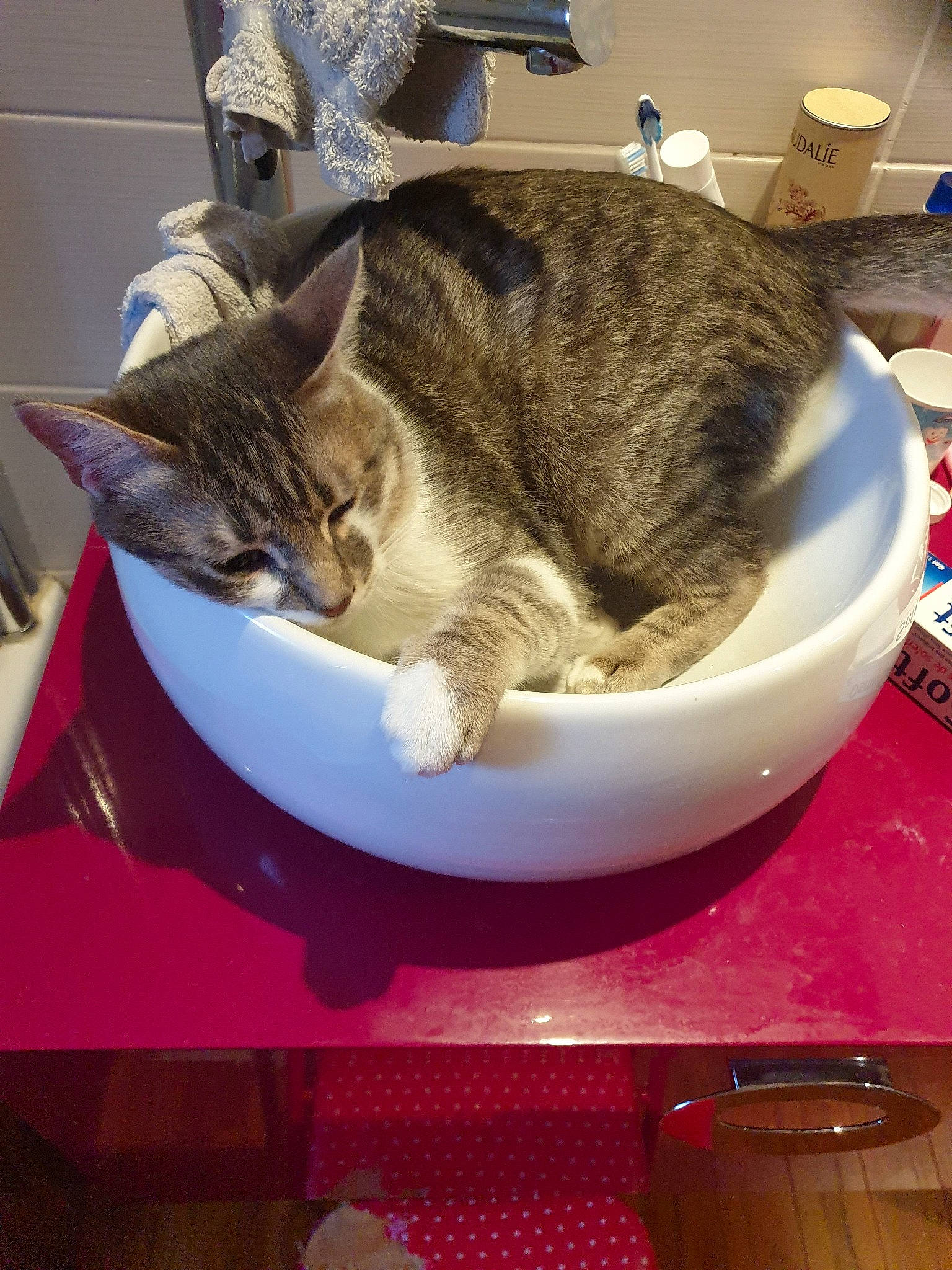 Chopin participe au concours pour gagner de l'argent avec cette photo : american_shorthair, asian, australian_mist, california_spangled, carnivore, cat, cat_supply, domestic_short_haired_cat, dragon_li, european_shorthair, felidae, kitten, ocicat, small_to_medium_sized_cats, tabby_cat, whiskers