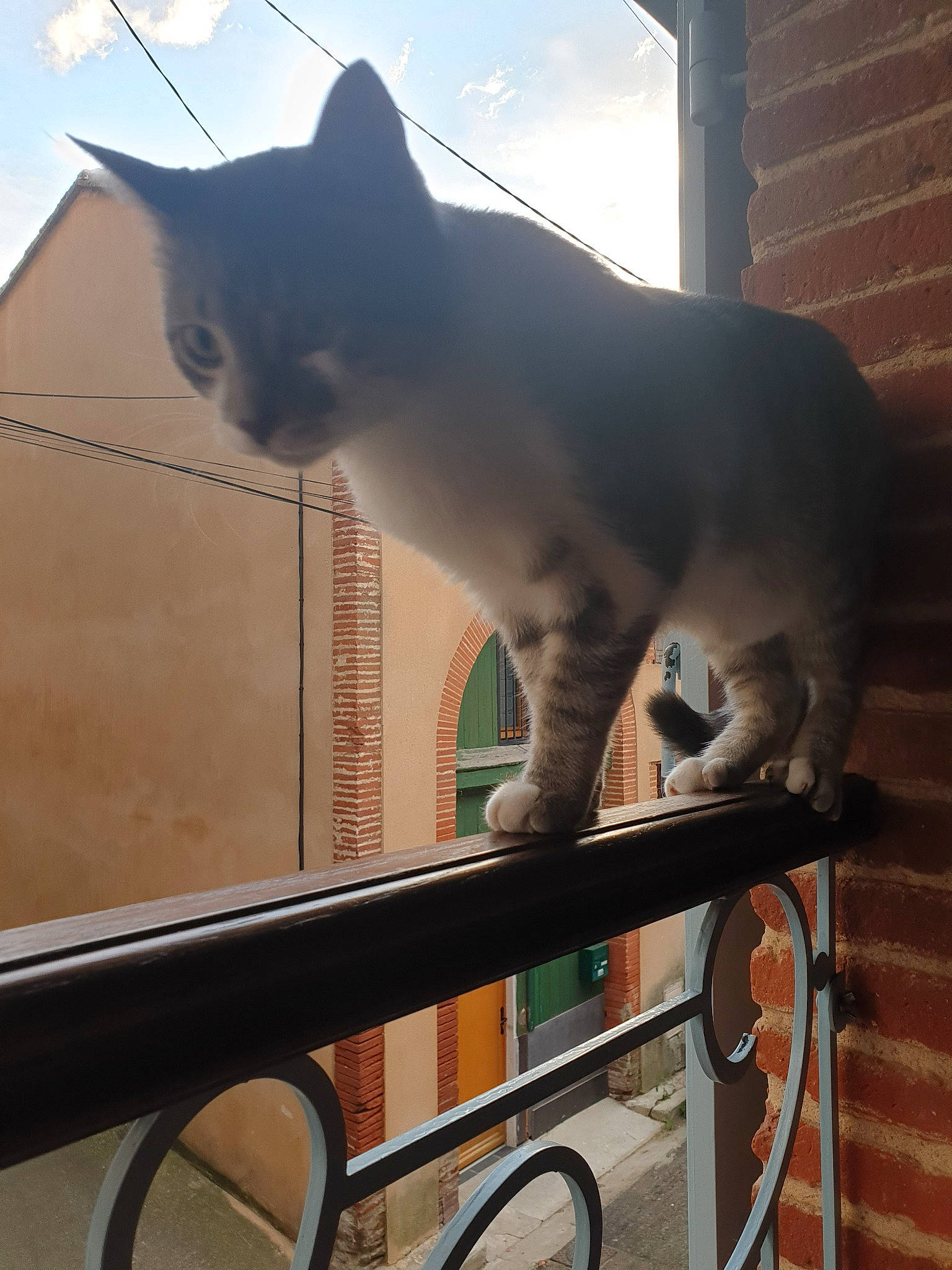 Chopin a rejoint le concours — aidez-le/la à gagner de superbes lots ! asian, carnivore, cat, domestic_short_haired_cat, felidae, small_to_medium_sized_cats, tail, tonkinese, whiskers, window