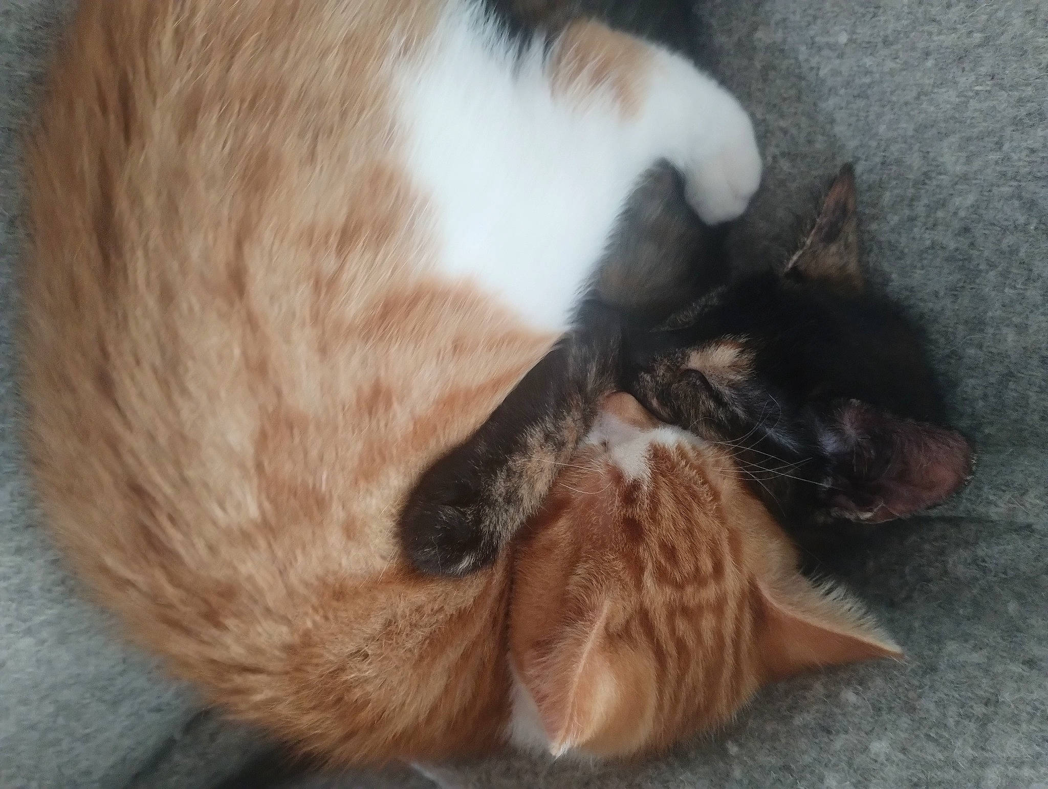 Arty And Dotty is registered to the contest to win money with this photo: brown, carnivore, cat, claw, comfort, dog_breed, domestic_short_haired_cat, fawn, felidae, flooring, fur, hardwood, nap, paw, small_to_medium_sized_cats, snout, sporting_group, tail, whiskers, wood