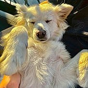 Zira a rejoint le concours — aidez-le/la à gagner de superbes lots ! dog, white_dog, fluffy, sleeping, relaxed, paw, sunlight, hand, pet, animal, cute, fur, closeup, domestic_animal, companion, resting, indoors, adorable, face, snout