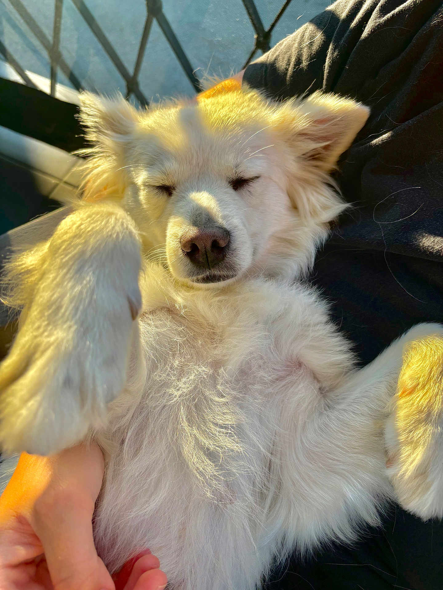 Zira a rejoint le concours — aidez-le/la à gagner de superbes lots ! dog, white_dog, fluffy, sleeping, relaxed, paw, sunlight, hand, pet, animal, cute, fur, closeup, domestic_animal, companion, resting, indoors, adorable, face, snout