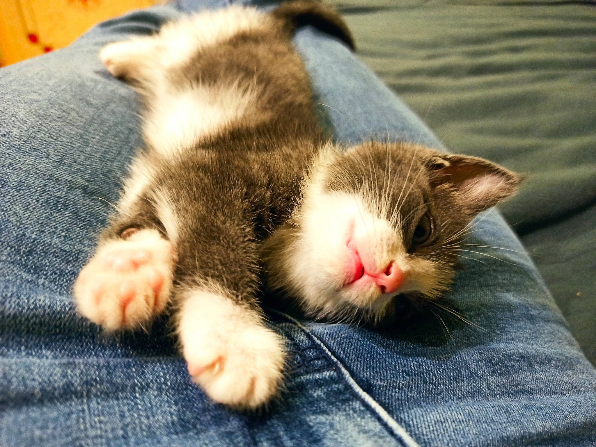 Rosa participe au concours pour gagner de l'argent avec cette photo : carnivore, cat, child, claw, domestic_short_haired_cat, european_shorthair, eye, felidae, fur, kitten, mammal, nap, nose, paw, polydactyl_cat, sleep, small_to_medium_sized_cats, snout, tabby_cat, whiskers