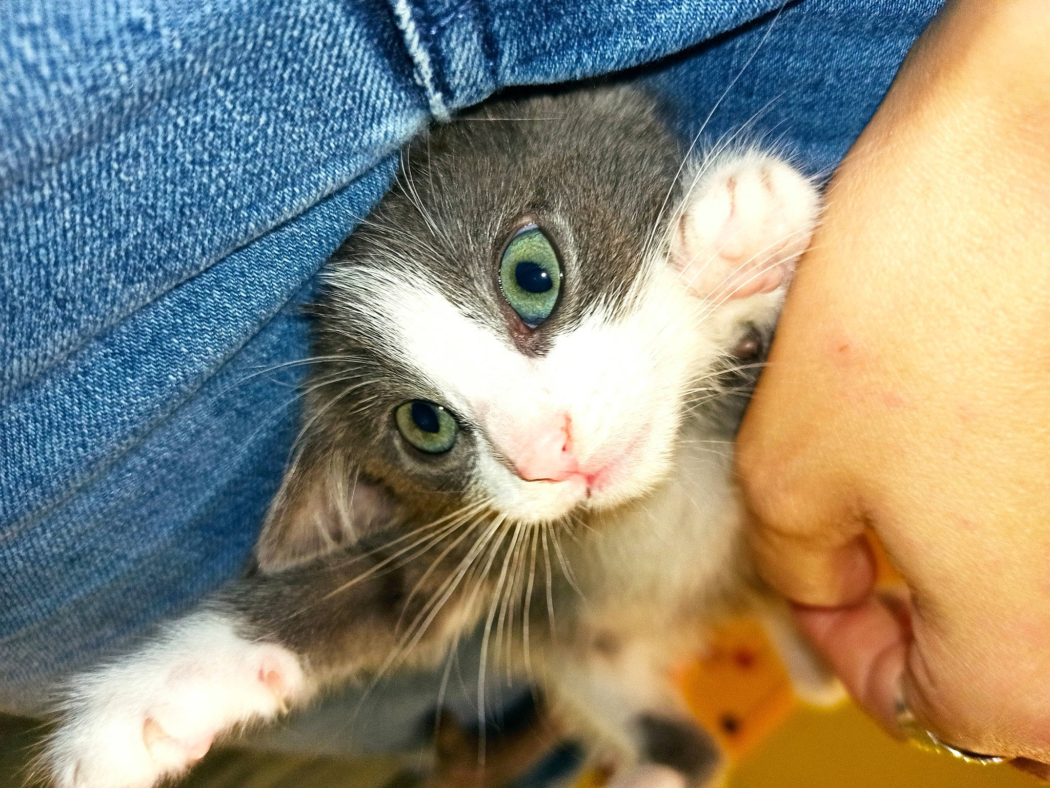 Rosa a rejoint le concours — aidez-le/la à gagner de superbes lots ! aegean_cat, american_curl, american_wirehair, carnivore, cat, close_up, domestic_short_haired_cat, european_shorthair, eye, felidae, fur, kitten, mammal, norwegian_forest_cat, nose, skin, small_to_medium_sized_cats, snout, tabby_cat, whiskers