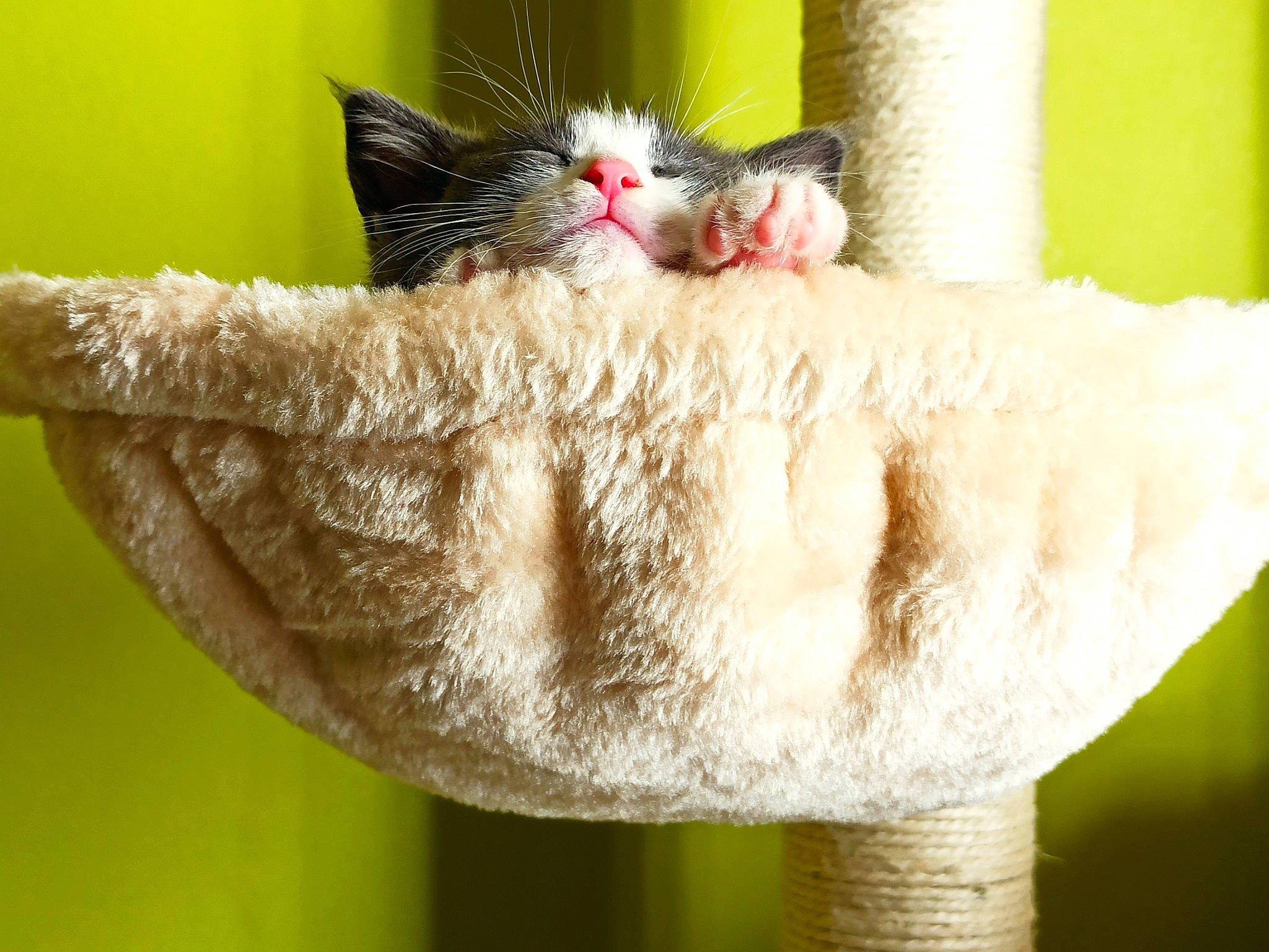 Rosa participe au concours pour gagner de l'argent avec cette photo : asian, carnivore, cat, fawn, felidae, fur, kitten, norwegian_forest_cat, organism, small_to_medium_sized_cats, snout, tail, turkish_van, whiskers