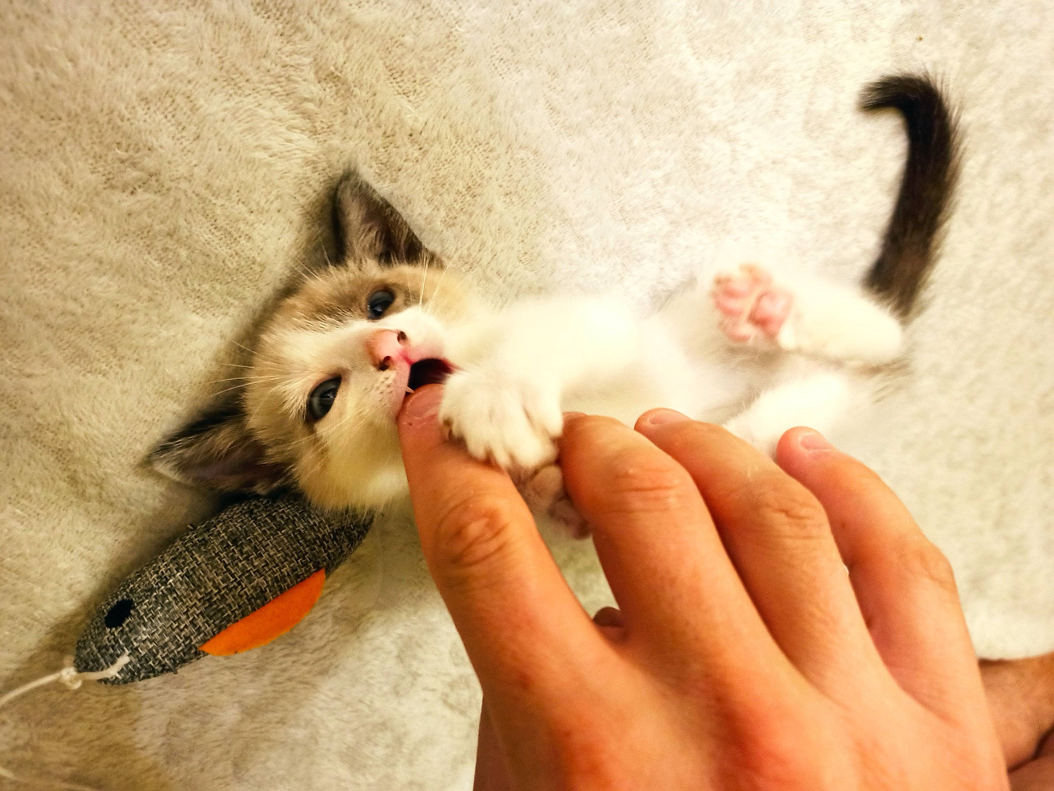 Randy a rejoint le concours — aidez-le/la à gagner de superbes lots ! carnivore, cat, claw, felidae, finger, fur, hand, kitten, mammal, munchkin, nail, norwegian_forest_cat, paw, ragamuffin, ragdoll, skin, small_to_medium_sized_cats, tail, turkish_van, whiskers