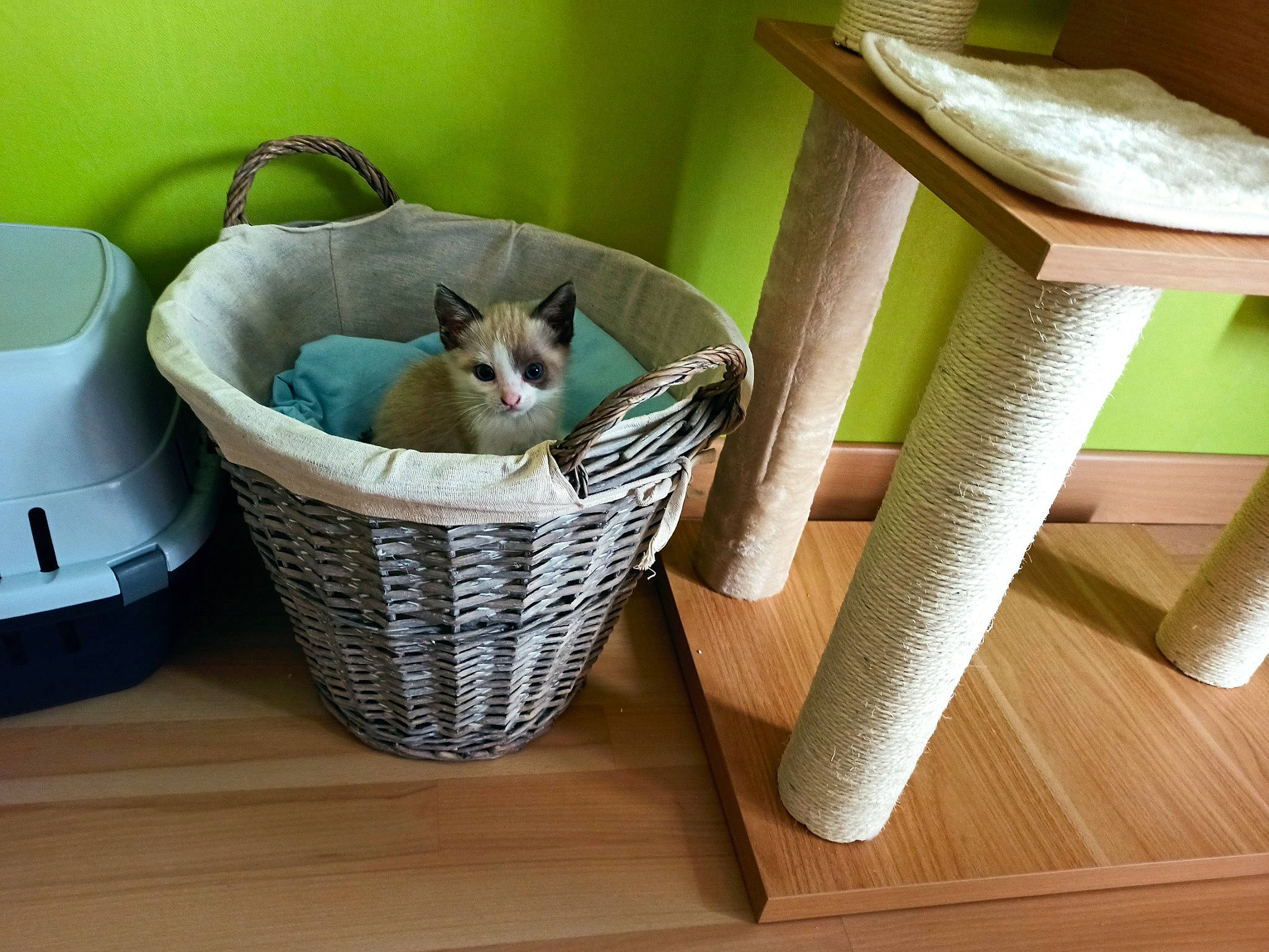 Randy a rejoint le concours — aidez-le/la à gagner de superbes lots ! carnivore, cat, cat_bed, cat_furniture, fawn, felidae, furniture, kitten, small_to_medium_sized_cats, table, thai, tonkinese, whiskers