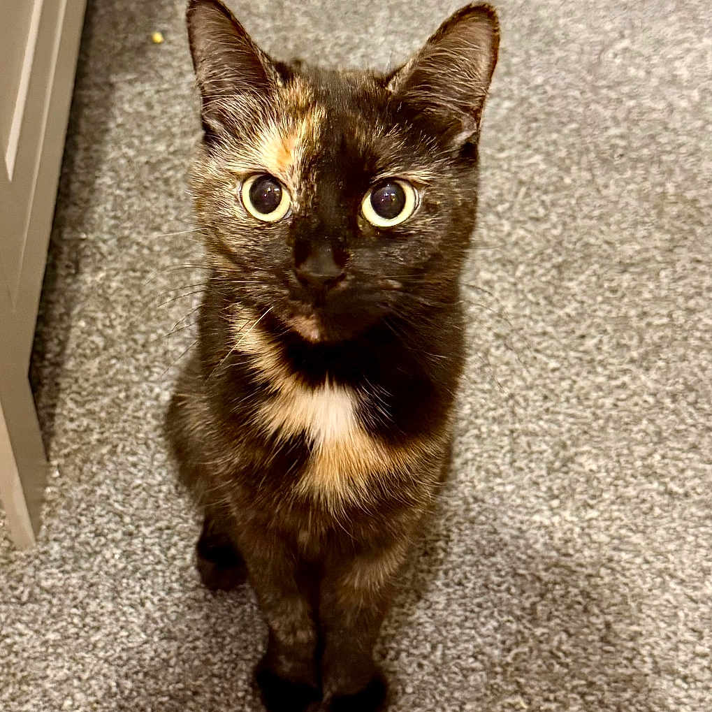 Freya is registered to the contest to win money with this photo: animal, carpet, cat, companion, curious, cute, domestic, ears, eyes, feline, floor, fur_pattern, home, indoor, looking_up, mammal, pet, sitting, tortoiseshell, whiskers