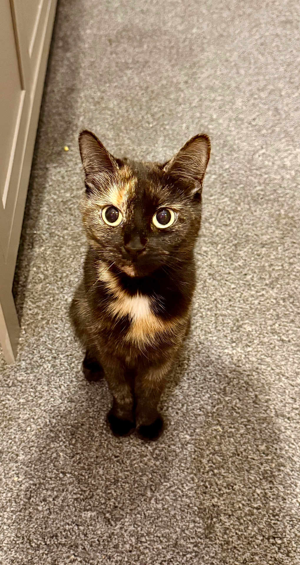 Freya is registered to the contest to win money with this photo: cat, tortoiseshell, carpet, indoor, pet, animal, feline, curious, sitting, looking_up, fur_pattern, whiskers, ears, eyes, cute, domestic, mammal, companion, home, floor
