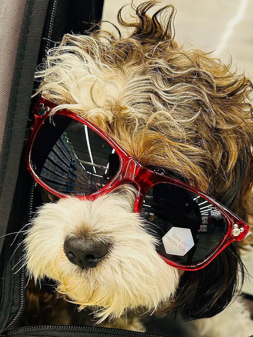 Versace is registered to the contest to win money with this photo: carnivore, collar, companion_dog, dog, dog_breed, dog_collar, dog_supply, eyewear, fur, glasses, goggles, head, personal_protective_equipment, pet_supply, snout, sporting_group, sunglasses, toy_dog, vision_care, working_animal