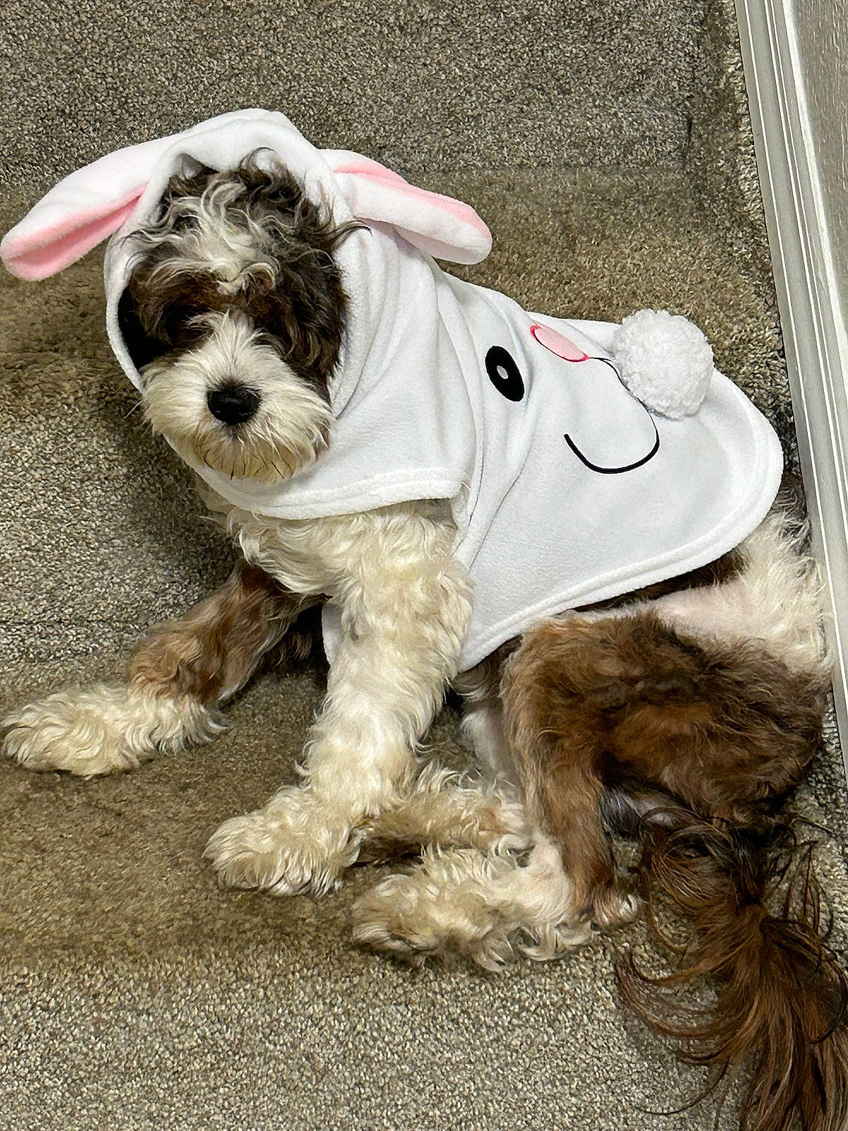 Versace joined the competition — help win amazing prizes! canidae, carnivore, companion_dog, dog, dog_breed, dog_clothes, dog_collar, dog_supply, fawn, fur, leash, schnauzer, scottish_terrier, small_terrier, snout, sporting_group, standard_schnauzer, terrier, toy_dog, working_animal