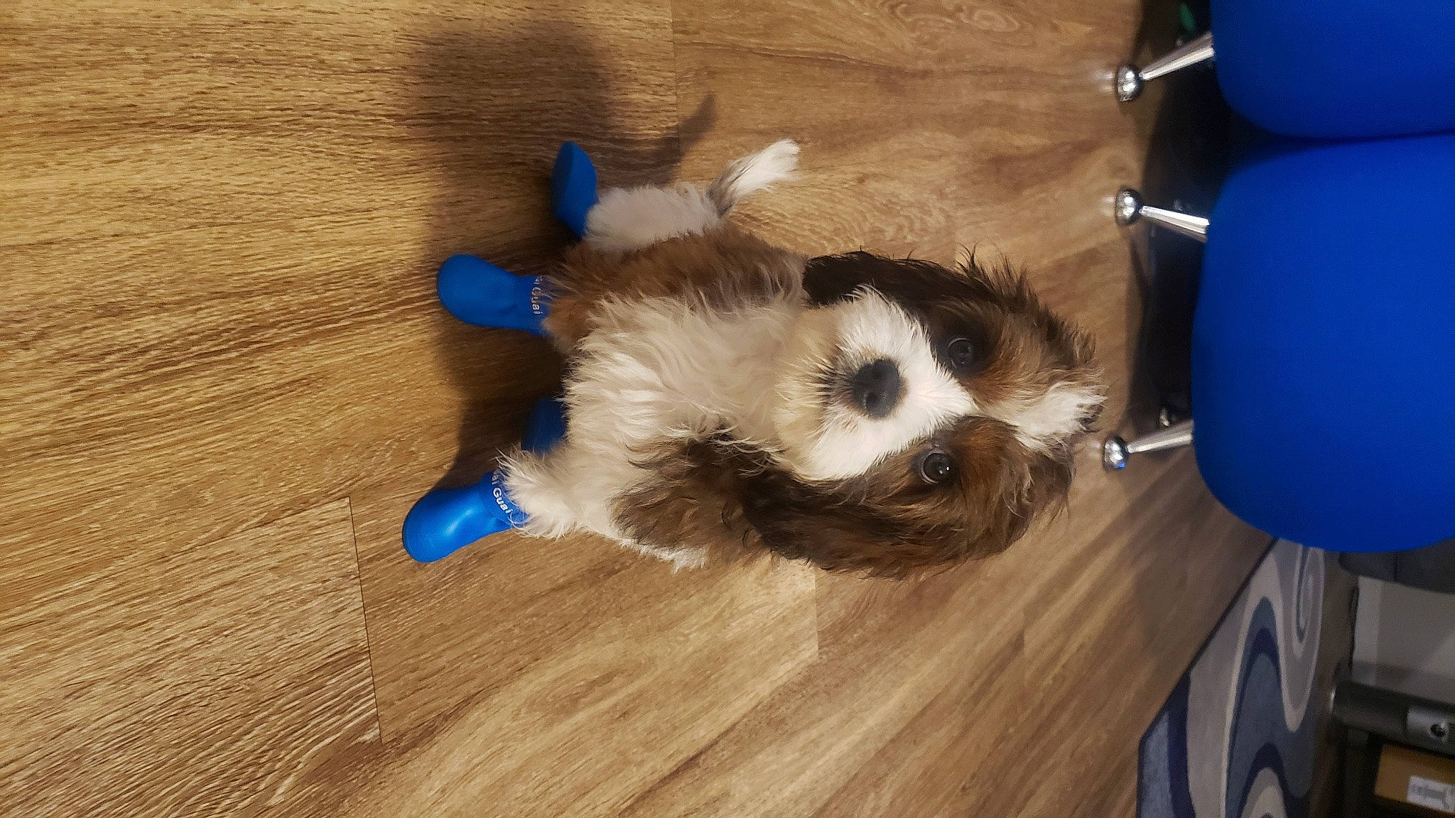 Versace joined the competition — help win amazing prizes! blue, carnivore, companion_dog, dog, dog_breed, fawn, felidae, flooring, hardwood, laminate_flooring, paw, small_to_medium_sized_cats, snout, sporting_group, tail, whiskers, wood, wood_flooring, wood_stain, working_animal