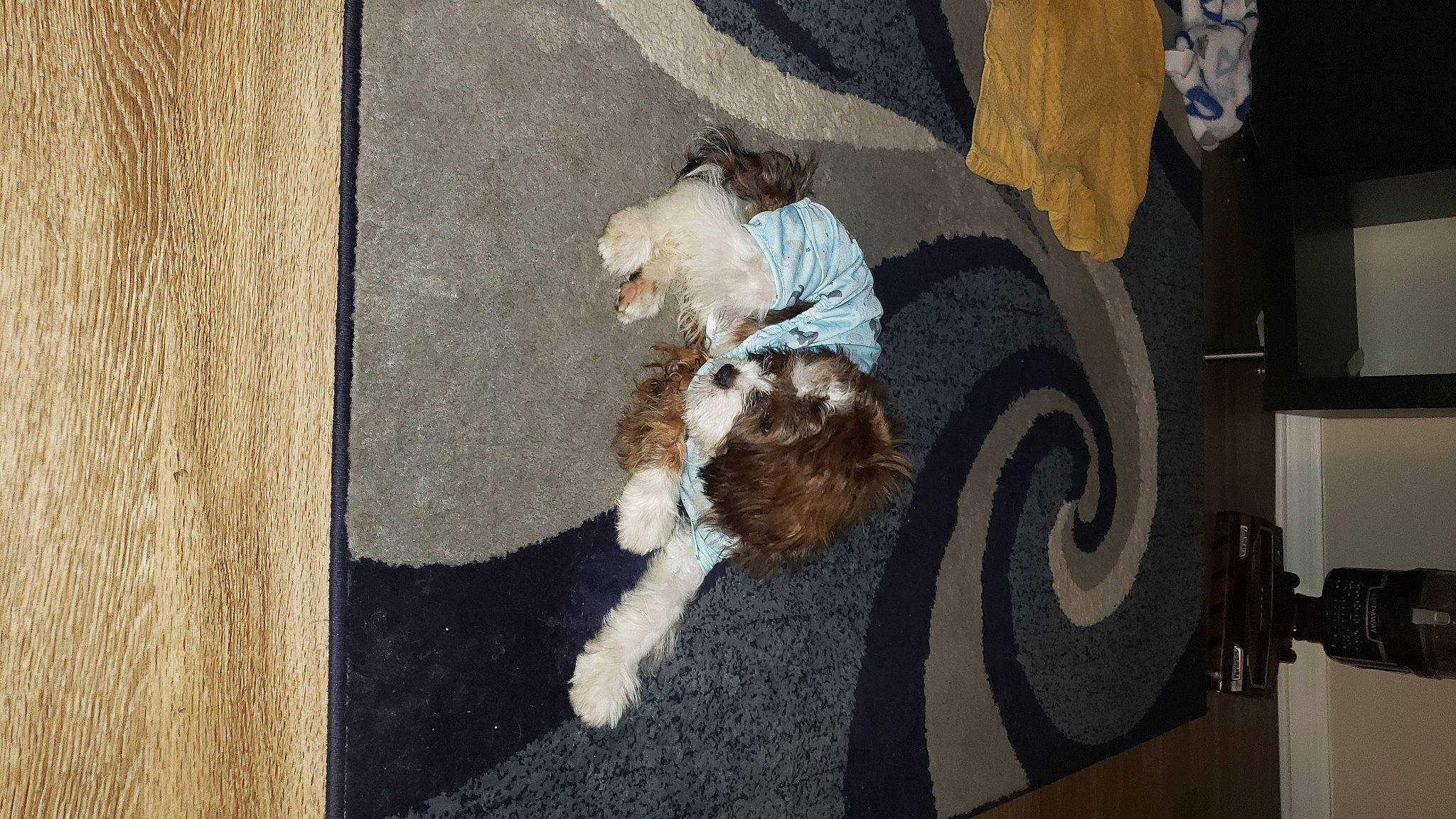 Versace is registered to the contest to win money with this photo: art, asphalt, automotive_tire, automotive_wheel_system, canidae, carnivore, companion_dog, dog, dog_breed, fawn, flooring, fur, sidewalk, sporting_group, tail, tire, toy_dog, wheel, wood, working_animal