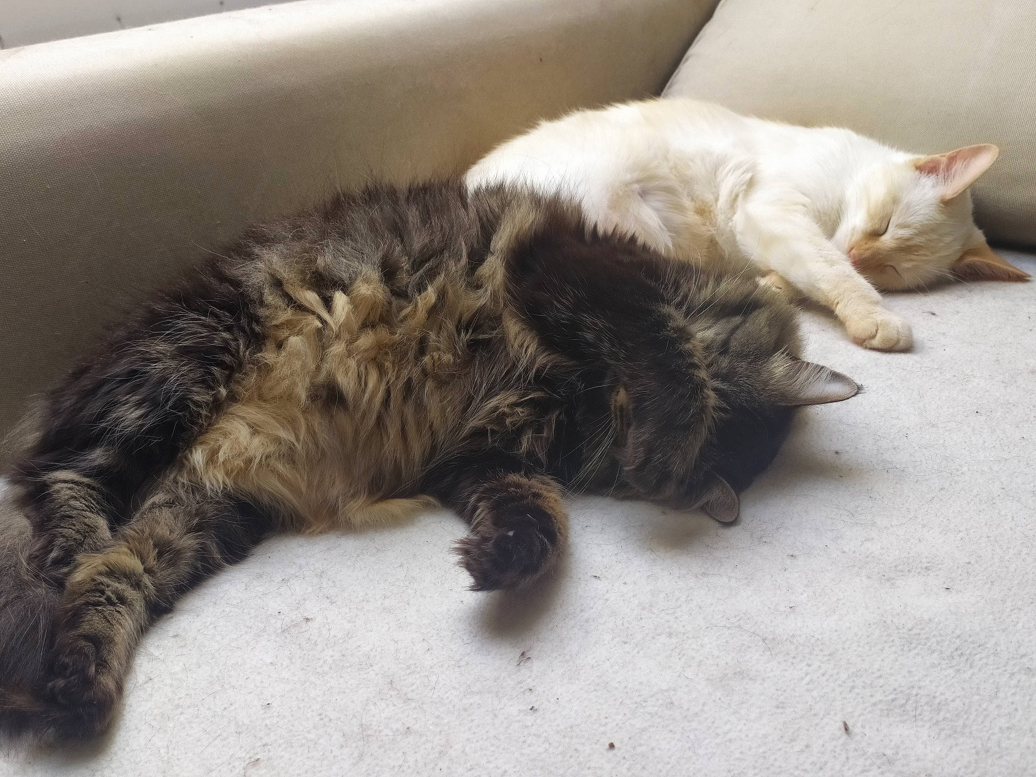 Melody a rejoint le concours — aidez-le/la à gagner de superbes lots ! carnivore, cat, claw, domestic_long_haired_cat, domestic_short_haired_cat, dragon_li, ear, european_shorthair, felidae, fur, kitten, mammal, nap, norwegian_forest_cat, paw, sleep, small_to_medium_sized_cats, tabby_cat, tail, whiskers