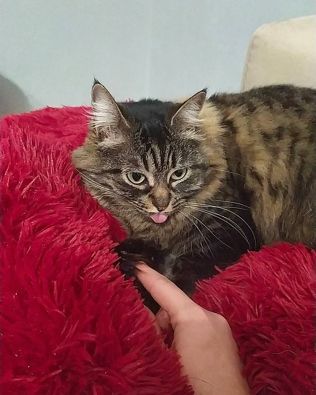 Melody participe au concours pour gagner de l'argent avec cette photo : asian, british_semi_longhair, california_spangled, carnivore, cat, cymric, domestic_long_haired_cat, domestic_short_haired_cat, dragon_li, european_shorthair, felidae, fur, kitten, kurilian_bobtail, mammal, norwegian_forest_cat, pixie_bob, small_to_medium_sized_cats, tabby_cat, whiskers