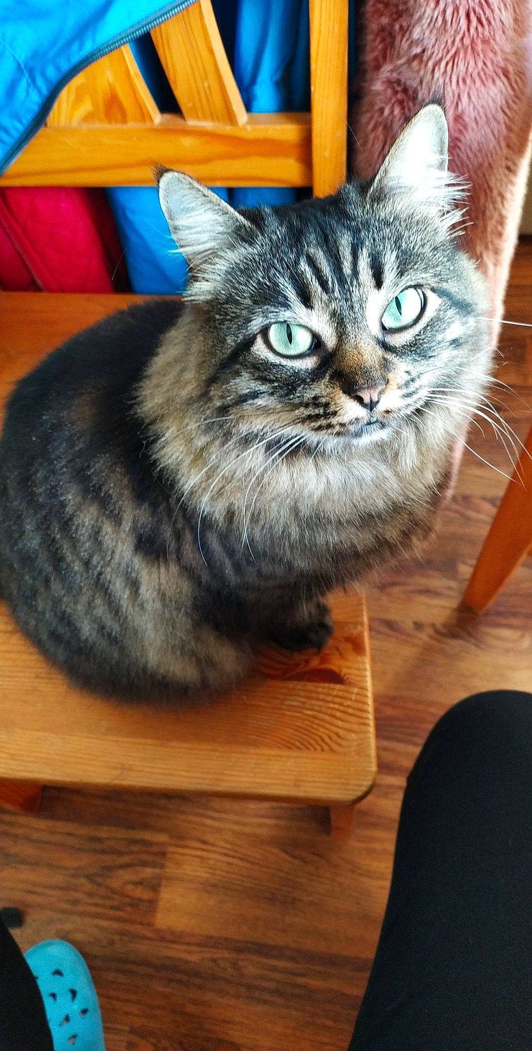 Melody a rejoint le concours — aidez-le/la à gagner de superbes lots ! aegean_cat, american_shorthair, american_wirehair, asian, california_spangled, carnivore, cat, cymric, domestic_short_haired_cat, dragon_li, european_shorthair, fawn, felidae, kitten, mammal, small_to_medium_sized_cats, tabby_cat, tail, vertebrate, whiskers