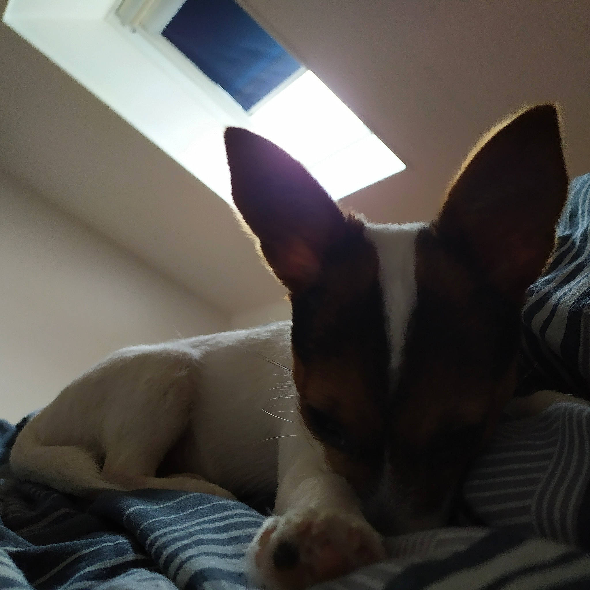 Perle participe au concours pour gagner de l'argent avec cette photo : boston_terrier, canidae, carnivore, companion_dog, couch, dog, dog_breed, ear, fawn, mammal, nap, non_sporting_group, rat_terrier, teddy_roosevelt_terrier, toy_fox_terrier, whiskers