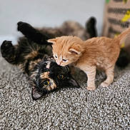 Hekate is registered to the contest to win money with this photo: abyssinian, animal, cat, hardwood, kitten, manx, pet, siamese, wood