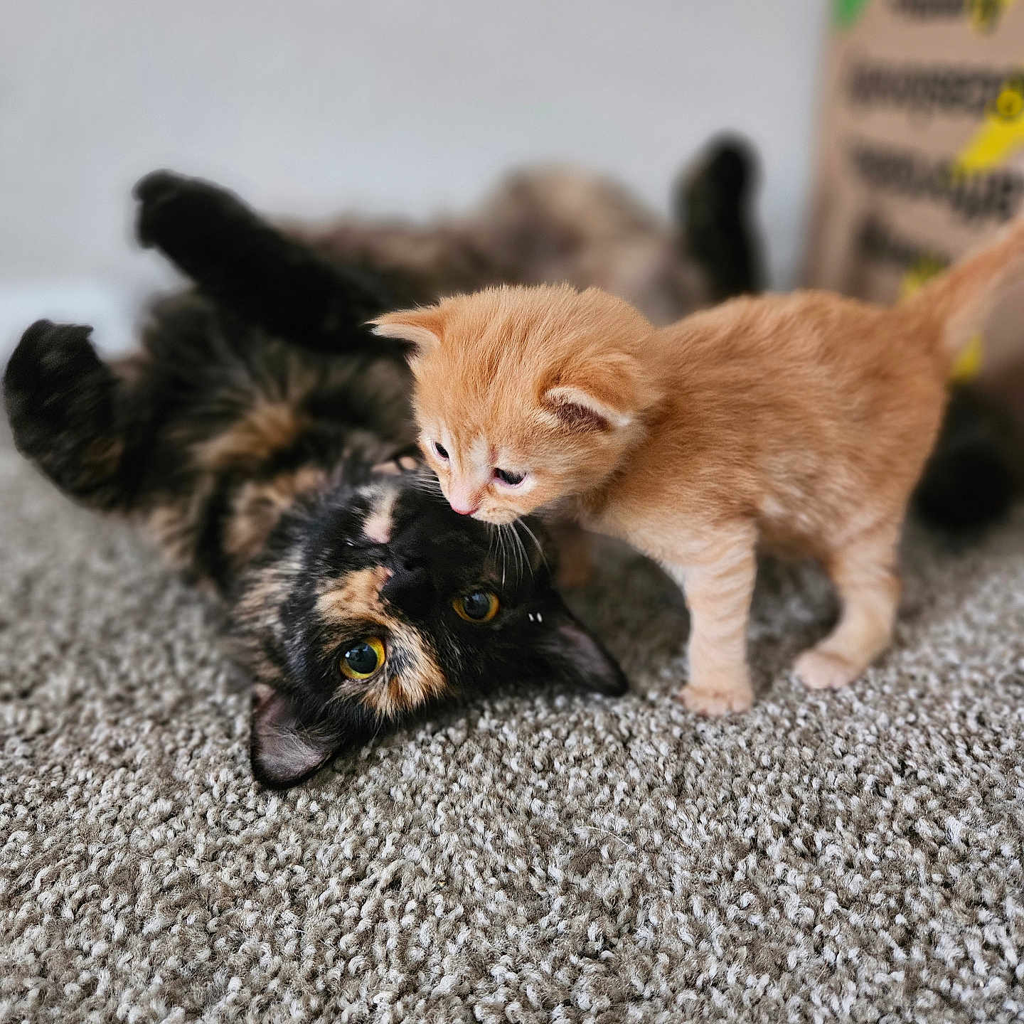 Hekate is registered to the contest to win money with this photo: abyssinian, animal, cat, hardwood, kitten, manx, pet, siamese, wood