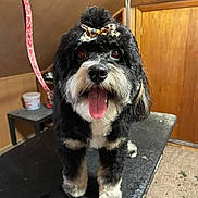 Juliet is registered to the contest to win money with this photo: dog, black, white, bow, leopard_print, tongue_out, pet, grooming_table, indoor, wood_paneling, happy, fur, cute, animal, companion, canine, small_dog, tongue, leash, pet_care