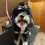 dog, black, white, bow, leopard_print, tongue_out, pet, grooming_table, indoor, wood_paneling, happy, fur, cute, animal, companion, canine, small_dog, tongue, leash, pet_care