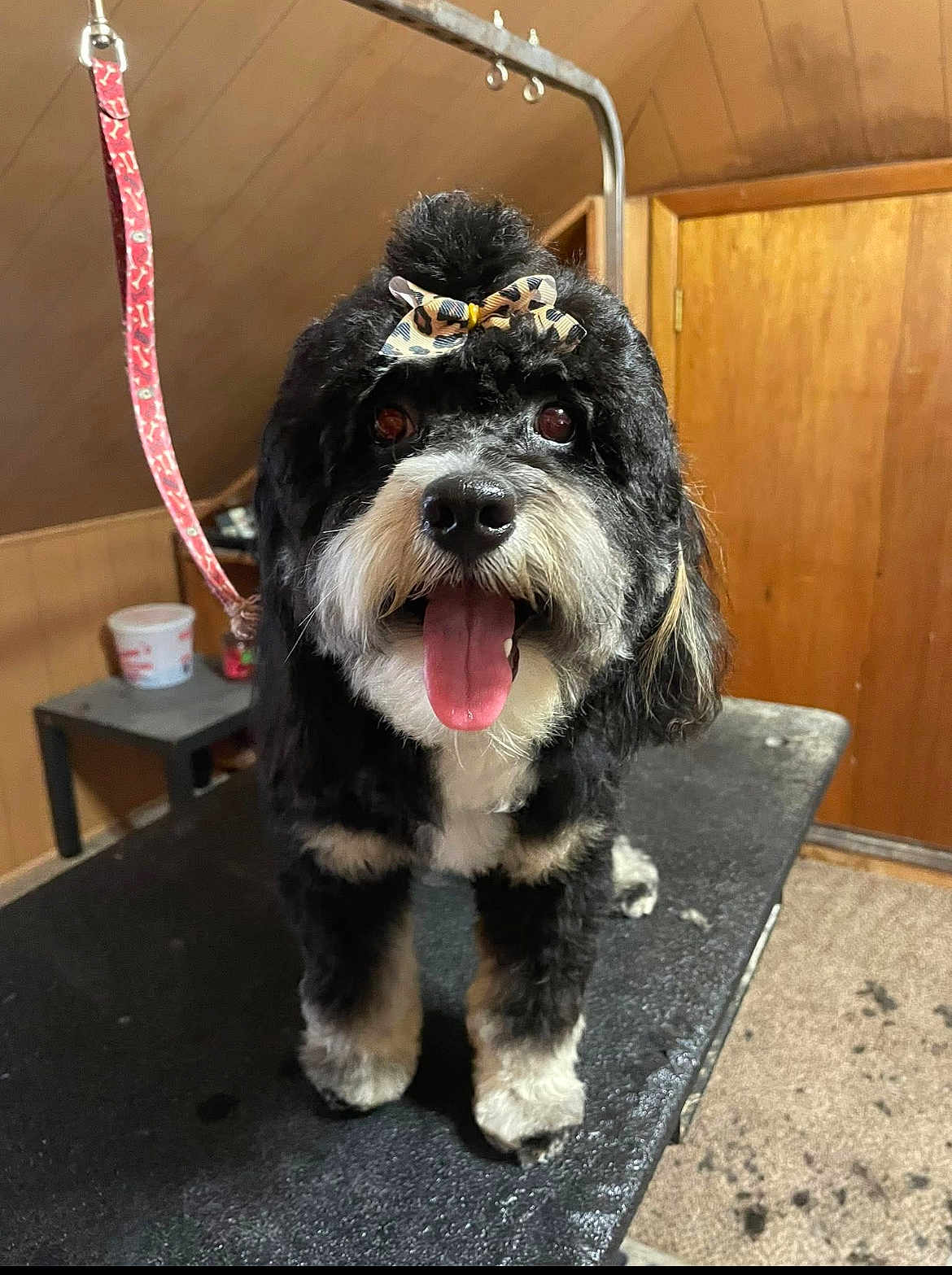 Juliet is registered to the contest to win money with this photo: dog, black, white, bow, leopard_print, tongue_out, pet, grooming_table, indoor, wood_paneling, happy, fur, cute, animal, companion, canine, small_dog, tongue, leash, pet_care