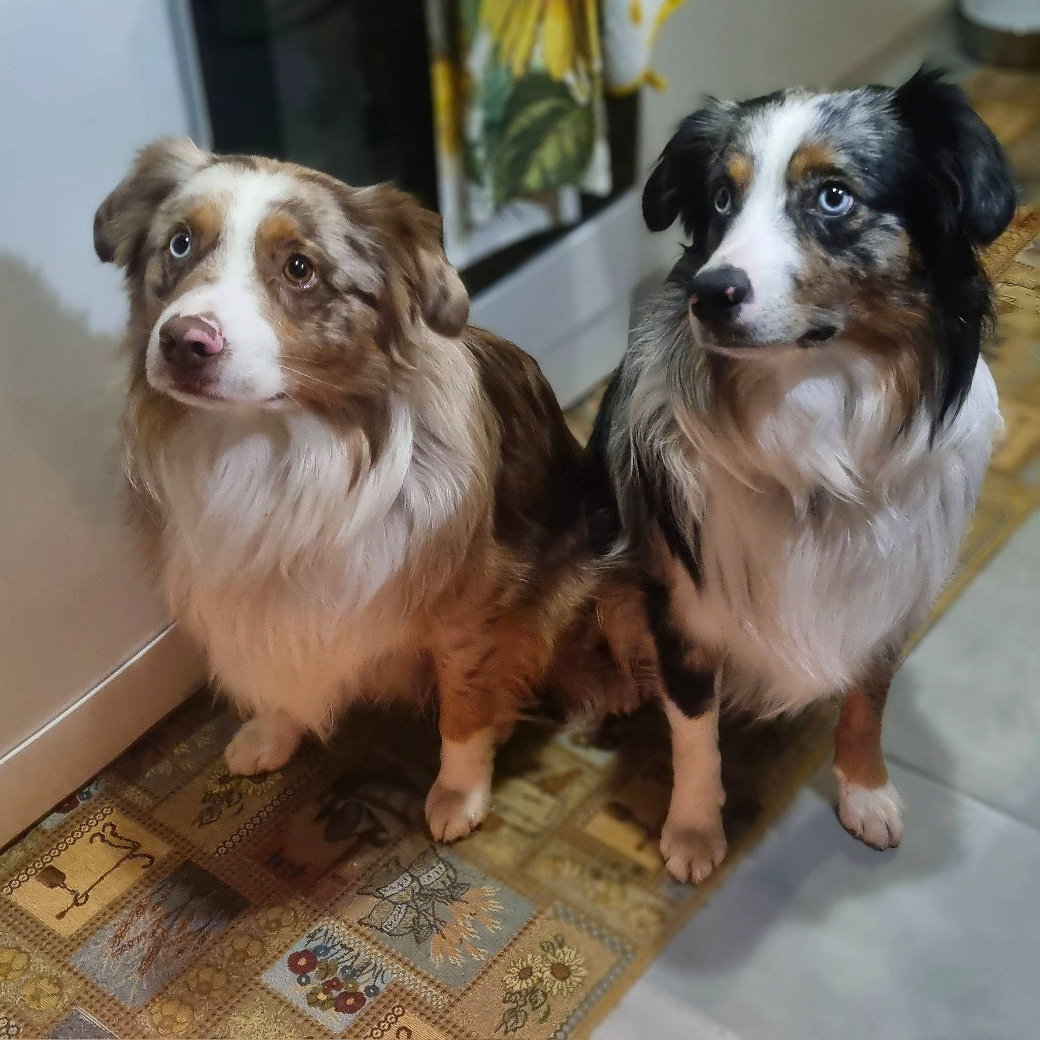 Arrow Et Hades a rejoint le concours — aidez-le/la à gagner de superbes lots ! canidae, carnivore, companion_dog, dog, dog_breed, dog_crate, dog_supply, flooring, fur, herding_dog, liver, pet_supply, puppy, snout, spaniel, sporting_group, toy_dog, whiskers, working_animal, working_dog