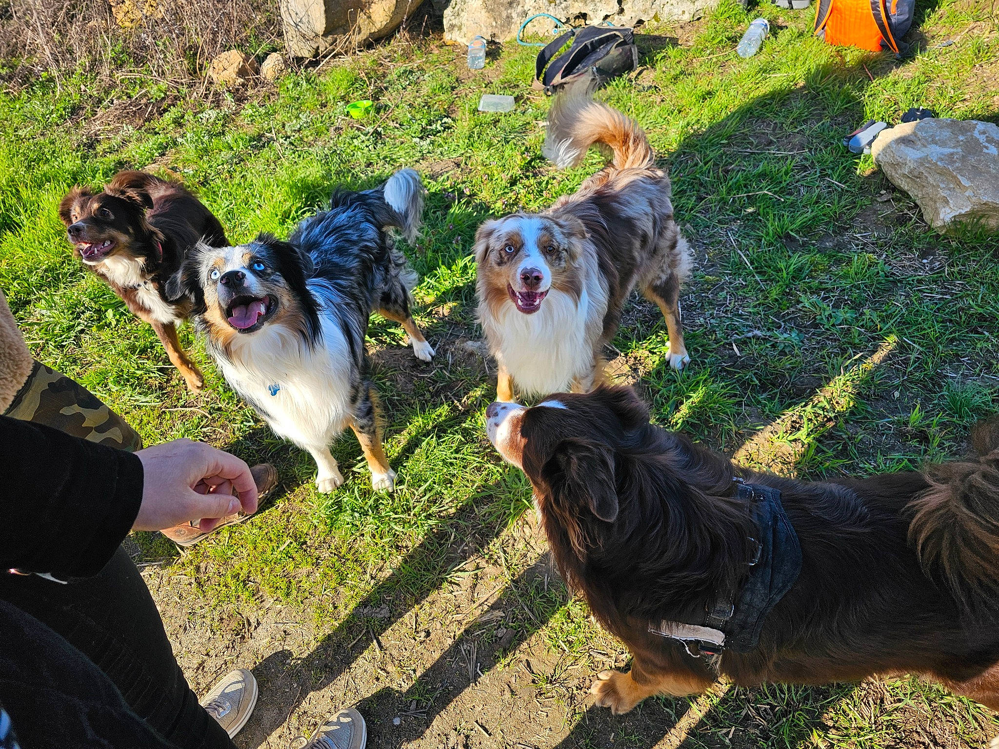 Arrow Et Hades a rejoint le concours — aidez-le/la à gagner de superbes lots ! canidae, carnivore, companion_dog, dog, dog_breed, fur, grass, green, plant, spaniel, sporting_group, tail, working_animal, working_dog