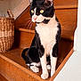 Boba joined the competition — help win amazing prizes! cat, black_and_white, sitting, stairs, wooden, basket, indoor, pet, whiskers, yellow_eyes, curious, animal, feline, paw, fur, domestic, house, home, closeup, portrait