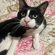 Boba joined the competition — help win amazing prizes! cat, black_and_white, green_eyes, tongue_out, whiskers, floral_blanket, close_up, pet, cute, indoor, relaxed, feline, animal, soft_light, lying_down, pink, white, black, portrait, cozy