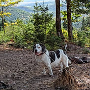 Snoopy participe au concours pour gagner de l'argent avec cette photo : dog, black_and_white_dog, pet, canine, standing, leash, forest, woodland, mountains, hills, scenic, outdoors, nature, autumn, trees, evergreen, tree_stump, landscape, animal_portrait, daylight