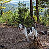 dog, black_and_white_dog, pet, canine, standing, leash, forest, woodland, mountains, hills, scenic, outdoors, nature, autumn, trees, evergreen, tree_stump, landscape, animal_portrait, daylight