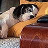Snoopy a rejoint le concours — aidez-le/la à gagner de superbes lots ! puppy, dog, sleeping, black_and_white, pet, animal, couch, cushion, pillow, indoor, home, cozy, nap, relaxed, closed_eyes, floppy_ears, wooden_armrest, patterned_fabric, portrait, cute
