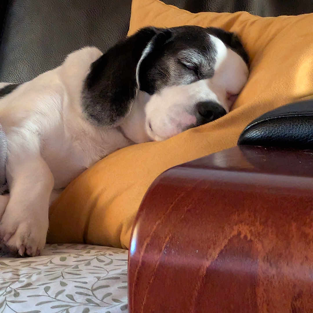 Snoopy