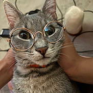 Gilbert is registered to the contest to win money with this photo: animal, carpet, cat, closeup, collar, cute, domestic_cat, ears, eyes, face, fur, glasses, gray_tabby, human_hands, indoor, nose, pets, portrait, round_glasses, whiskers