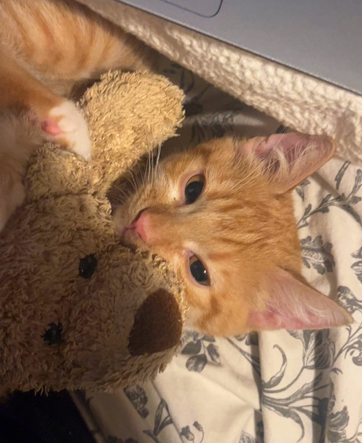 Polochon participe au concours pour gagner de l'argent avec cette photo : cardboard, carnivore, cat, claw, comfort, domestic_short_haired_cat, fawn, felidae, fur, paper, paper_product, paw, peach, small_to_medium_sized_cats, snout, tail, whiskers, wood